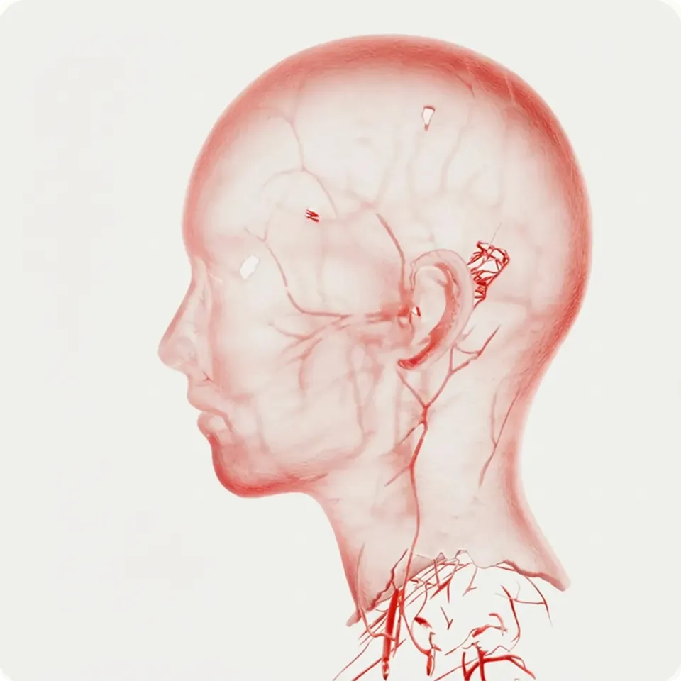 Anatomical illustration showing saffron's effects on the brain and body